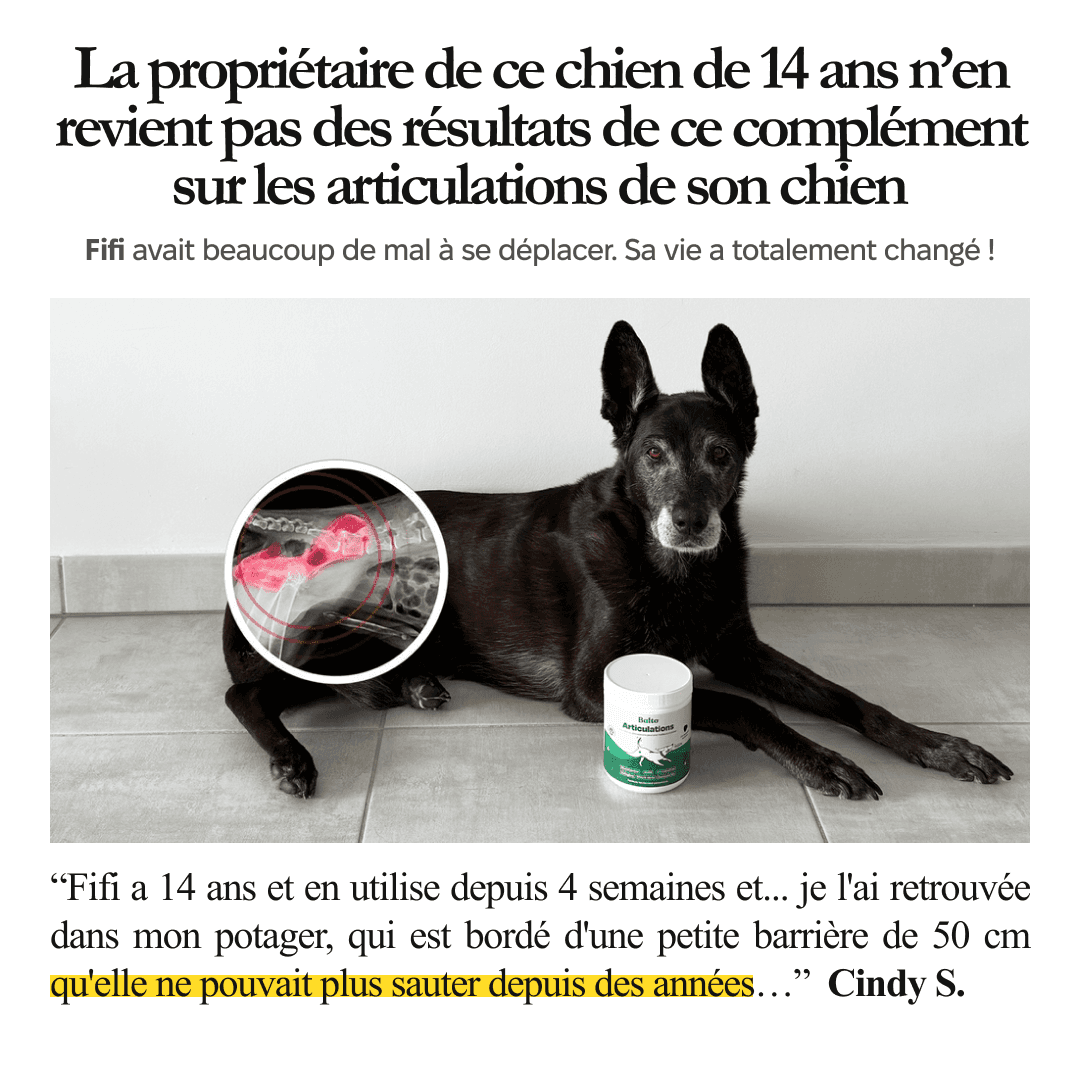 thumbnail-balto-temoignage-0