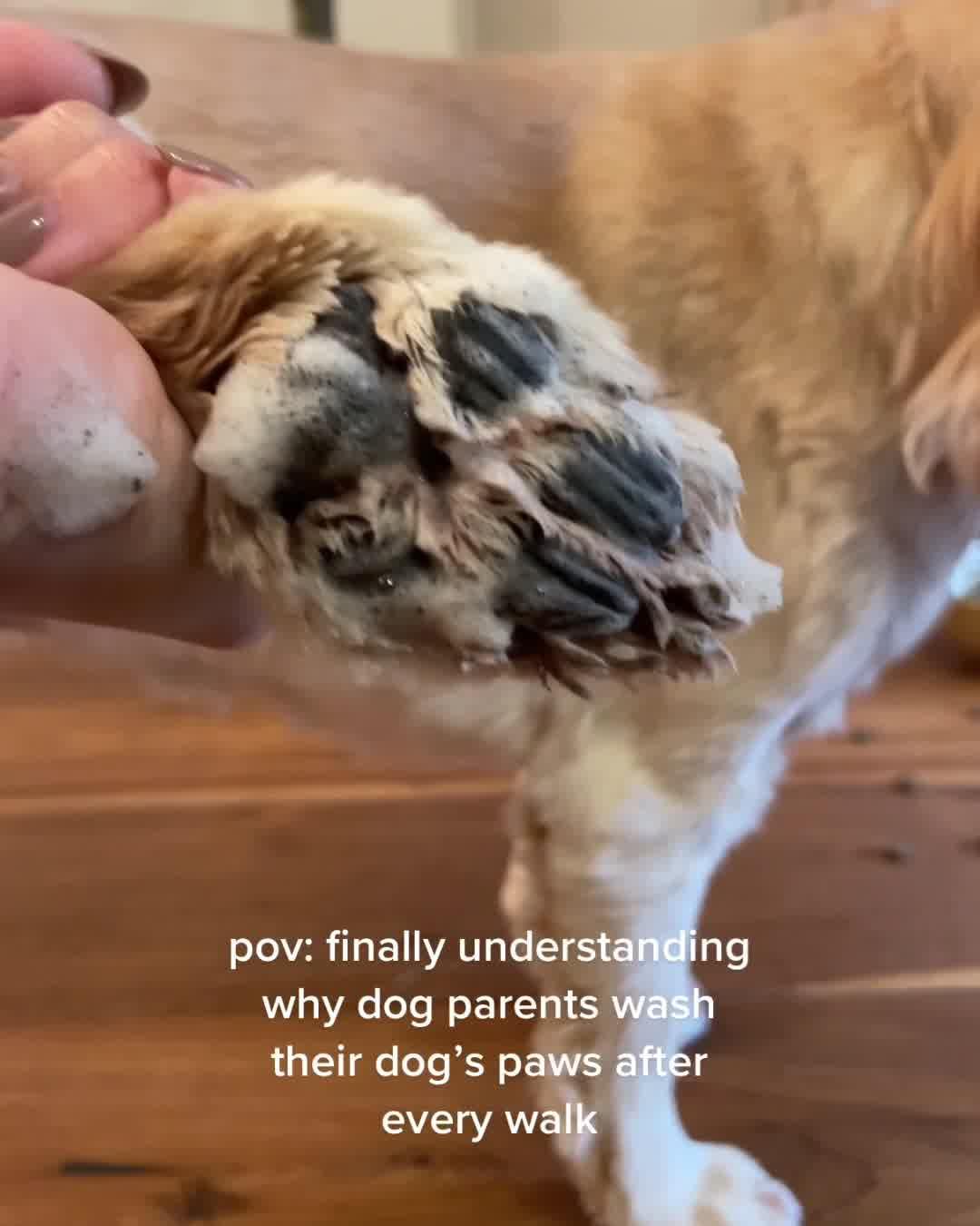 thumbnail-dandylion-pov-0