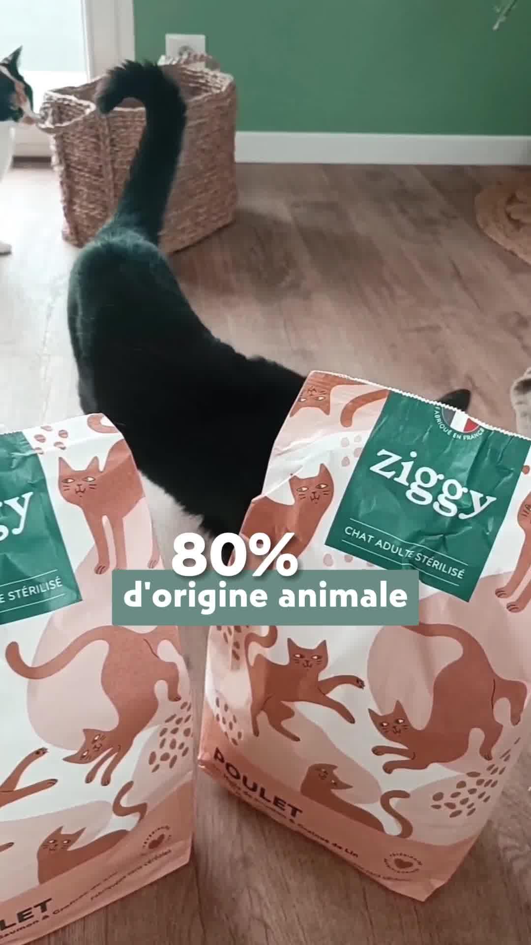 thumbnail-ziggy-video-pedagogique-0