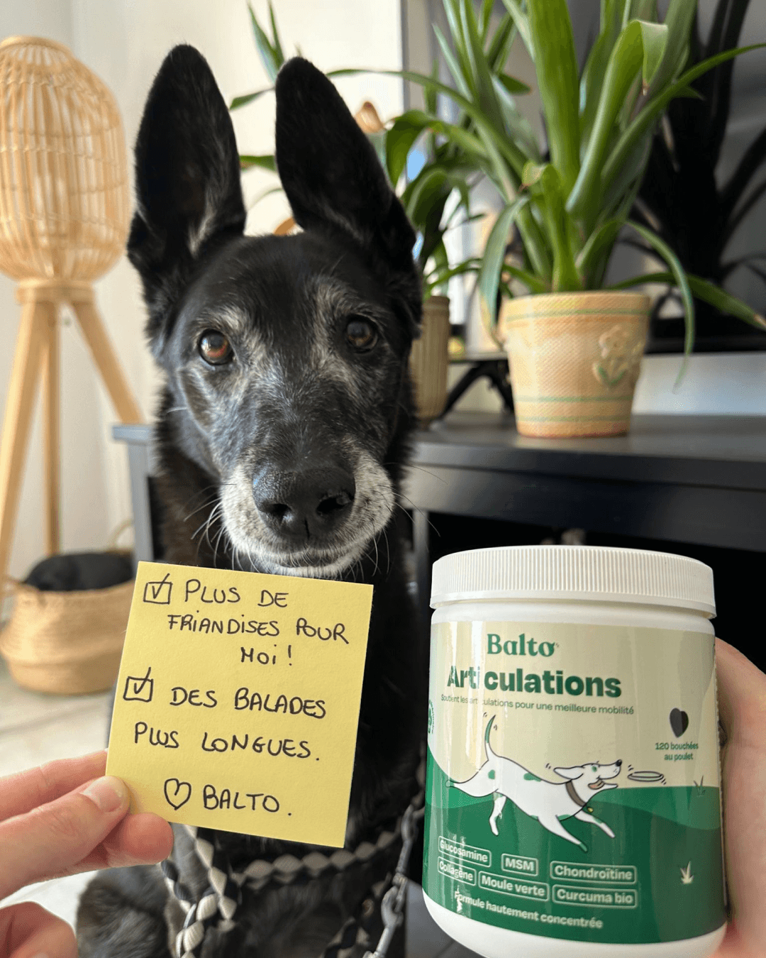 thumbnail-balto-post-it-0